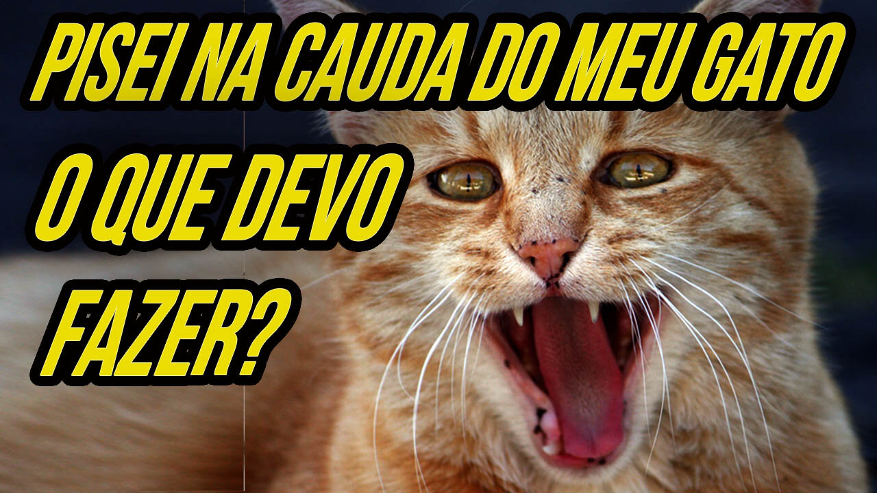 QUE DEVO FAZER QUANDO EU PISAR NA CAUDA DO MEU GATO SEM QUERER?