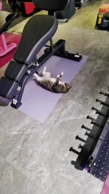 Cat Trying His Best At The Gym. Can you be better than him?