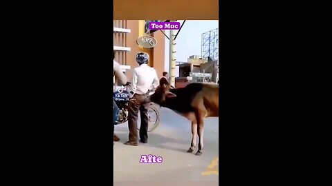 funny videos