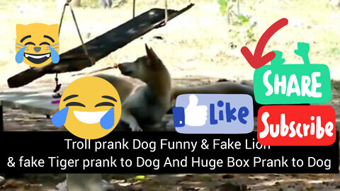 Troll Prank Dog Funny & fake Lion and Fake Tiger Prank To dog & Huge Box Prank to dog