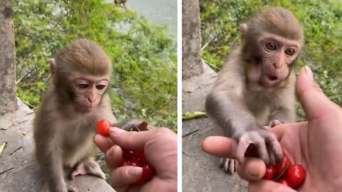 How the monkey taking food From people