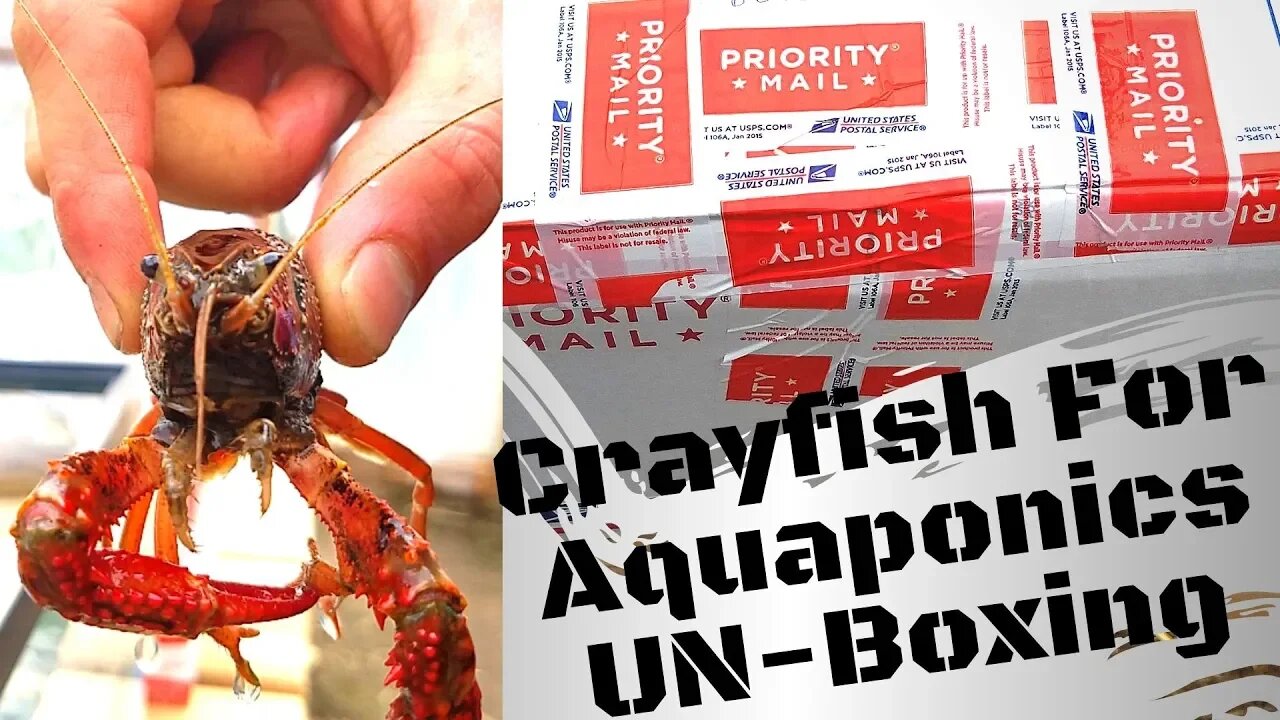Crayfish unboxing- Crayfish for aquaponics part 1 -(hybrid aquaponics)