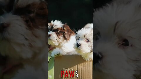 🐶 #PAWS - Box Puppies 🐾