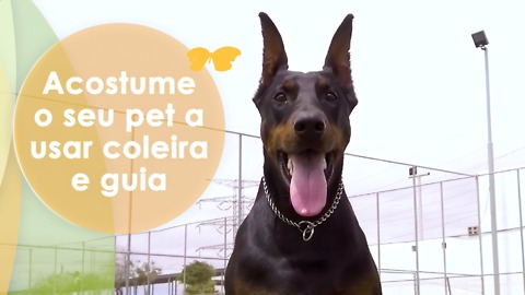 Acostume o seu pet a usar coleira e guia