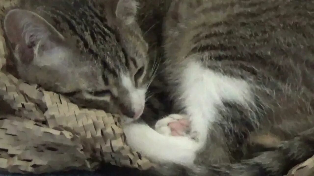 Kitten Likes the Wrapping Paper of the Blanket Not the Blanket