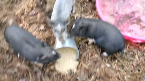 Mini pigs escape