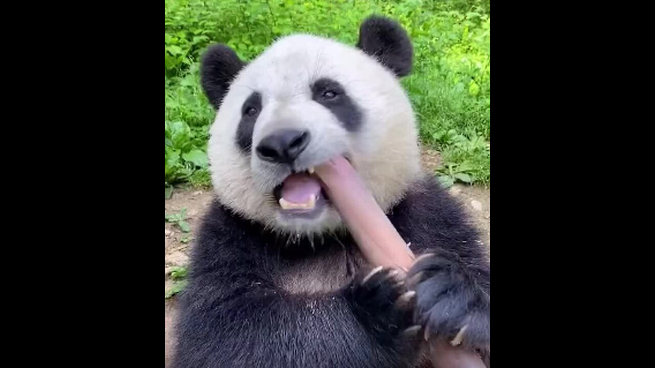 giant panda favorite culinary delight: sugarcane