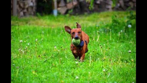 Cão não controla velocidade e acaba a rebolar na relva