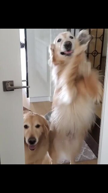Golden Retrievers try their best to open the door