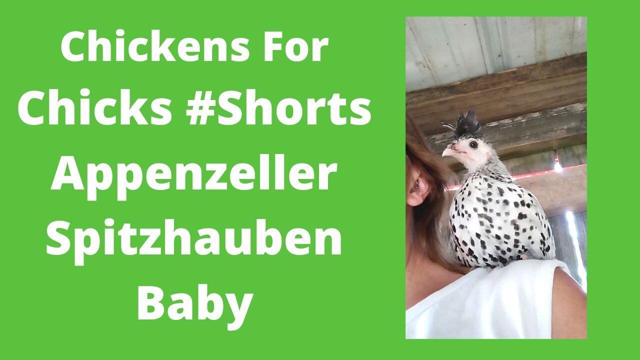 Silver Spangled Appenzeller Spitzhauben Jumped on My Shoulder #shorts