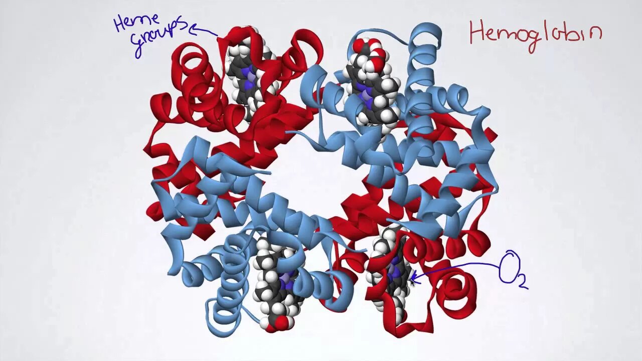 060 Hemoglobin and the Oxygen-Dissociation Curve