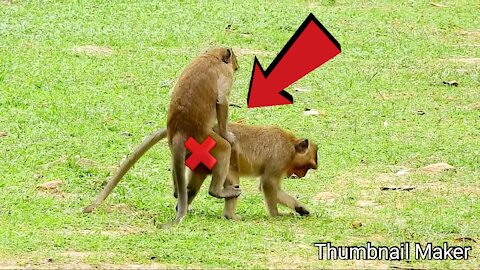 monkeys love it