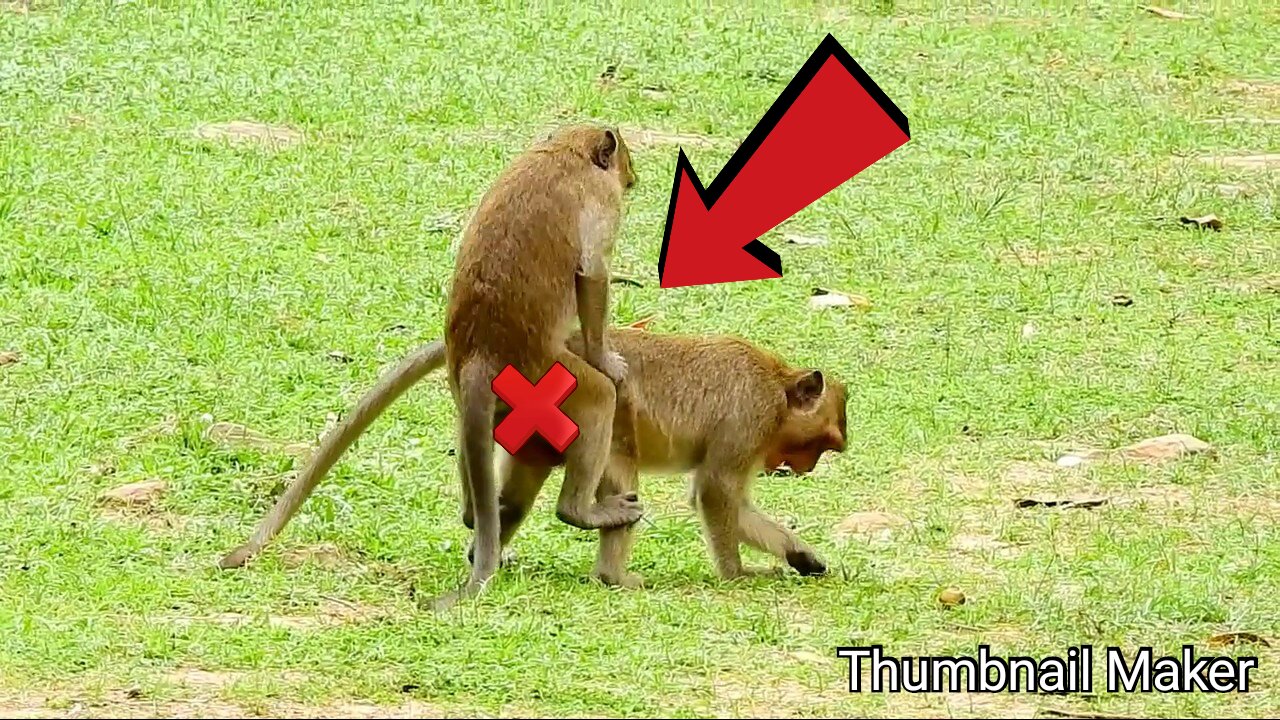 monkeys love it