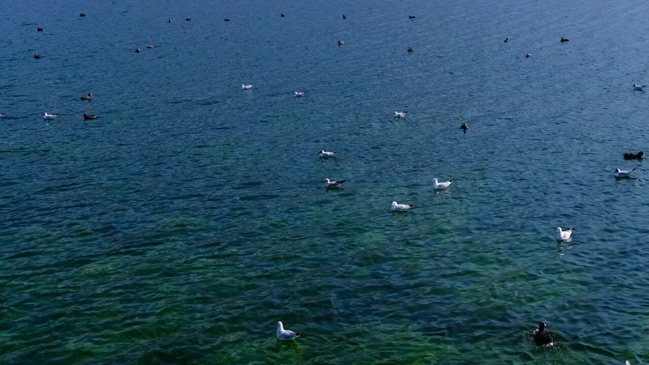 Gull water bird flight