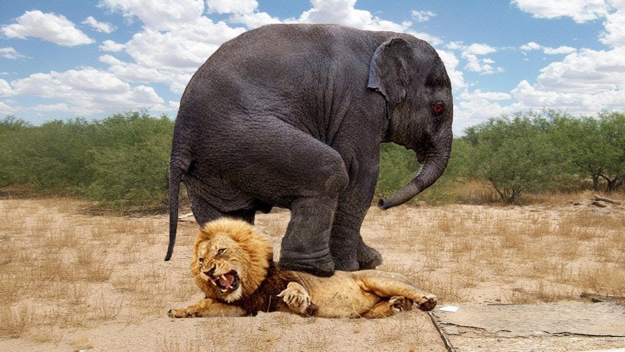 Top 10 Animals that Can KILL LIONS Lion vs Elephant, Hippo, Hyena, Rhinoceros, Zebra, Crocodile