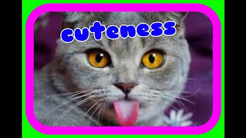 Funny Cats I Best memes, Animals, Try not to Laugh !!!