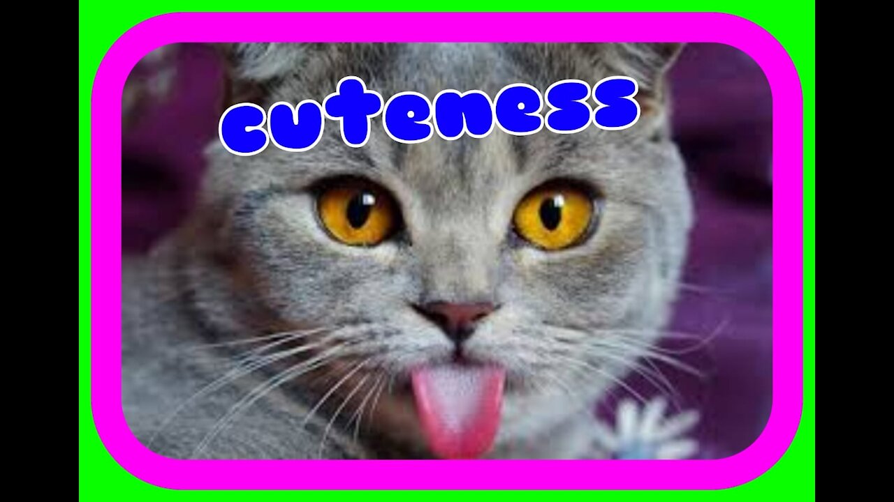 Funny Cats I Best memes, Animals, Try not to Laugh !!!