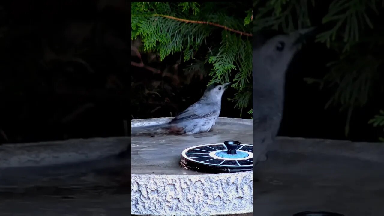 Catbird Wonderful Bath #shorts #birds