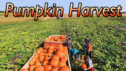 Pumpkin Harvest at Wishwell Farms!