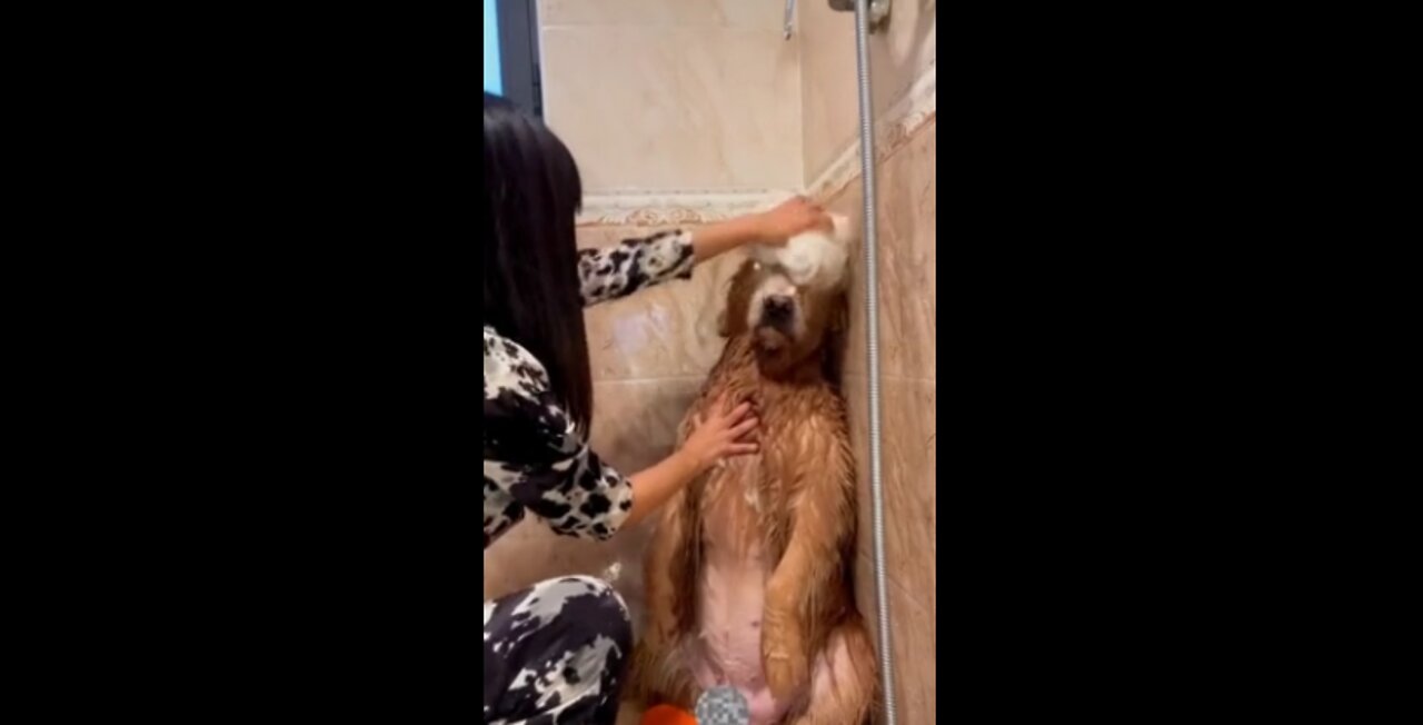 Super laughable, laughing to the bursting of the "animal funny video" collection