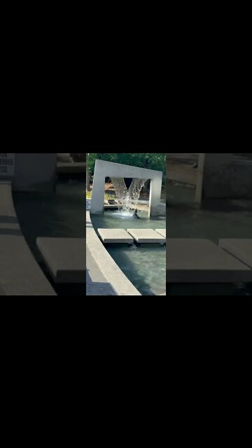 Dog plays in the fountain