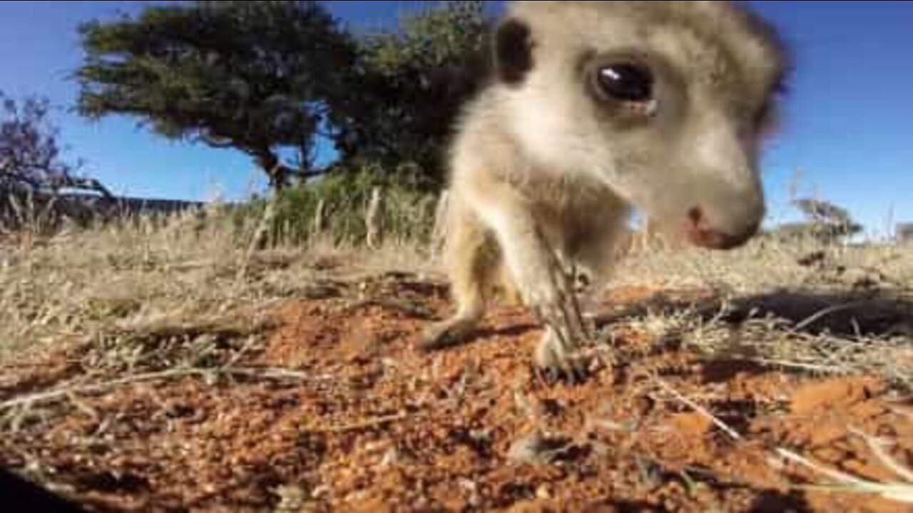 Ces animaux veulent être des stars de cinéma