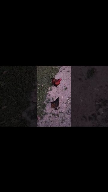 Rusty and his Girl, coming to get me because they want to go to bed