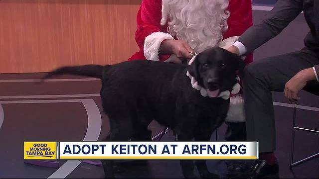 Pet of the week: Keiton the Labrador Retriever would be the perfect Christmas gift