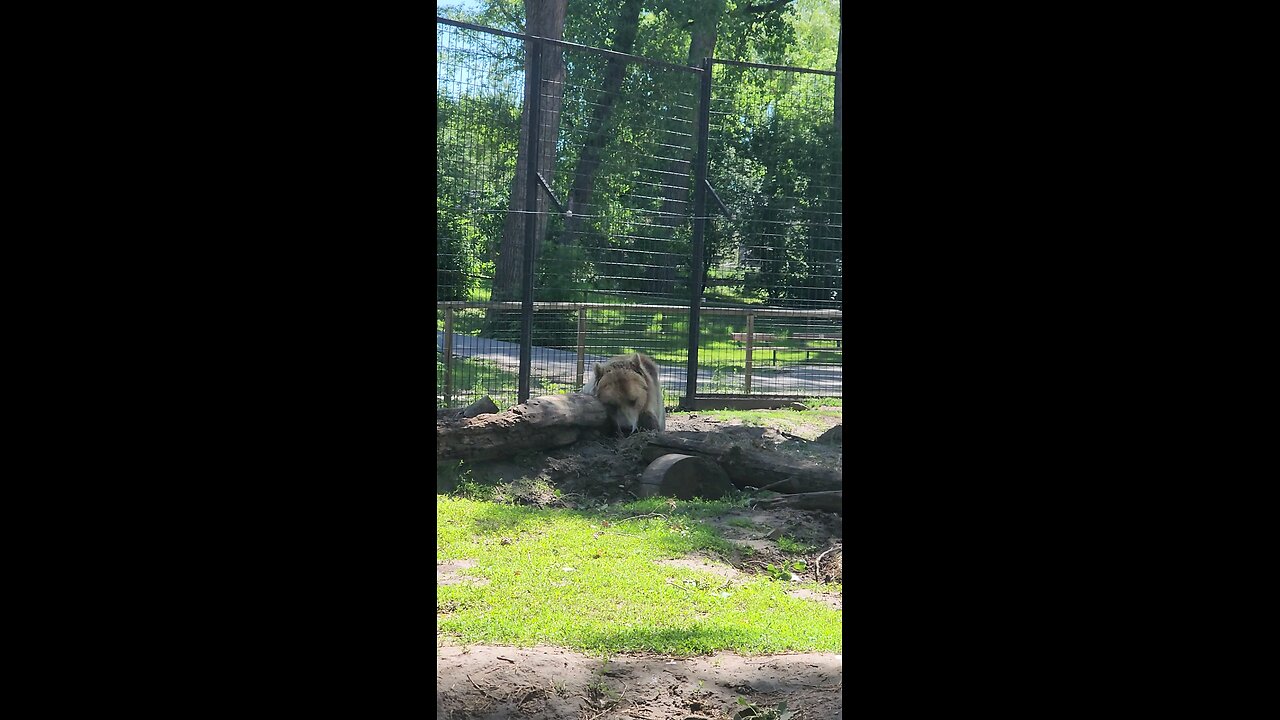 grizzly bear