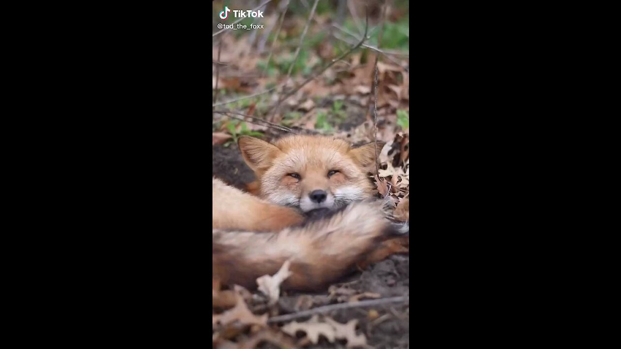 Some things you may not know about foxes