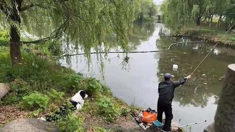 这只狗究竟是有多爱看钓鱼，网友说它上辈子应该是一个钓鱼佬