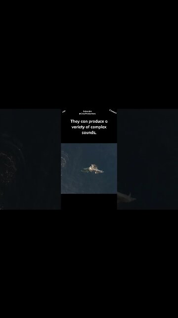 Dolphins exhibit a wide range of vocalizations beyond clicks and whistles #dolphin #shorts