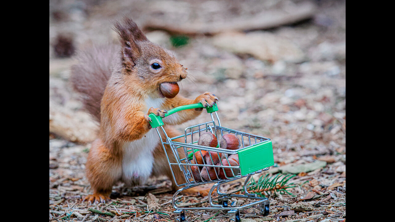 Squirrel eating nuts and jump animals tail