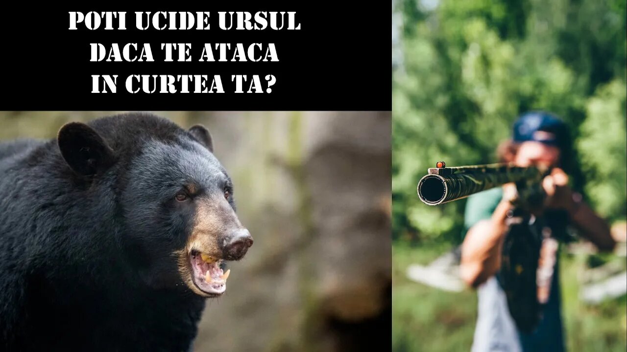 POTI UCIDE URSUL DACA TE ATACA IN CURTE?