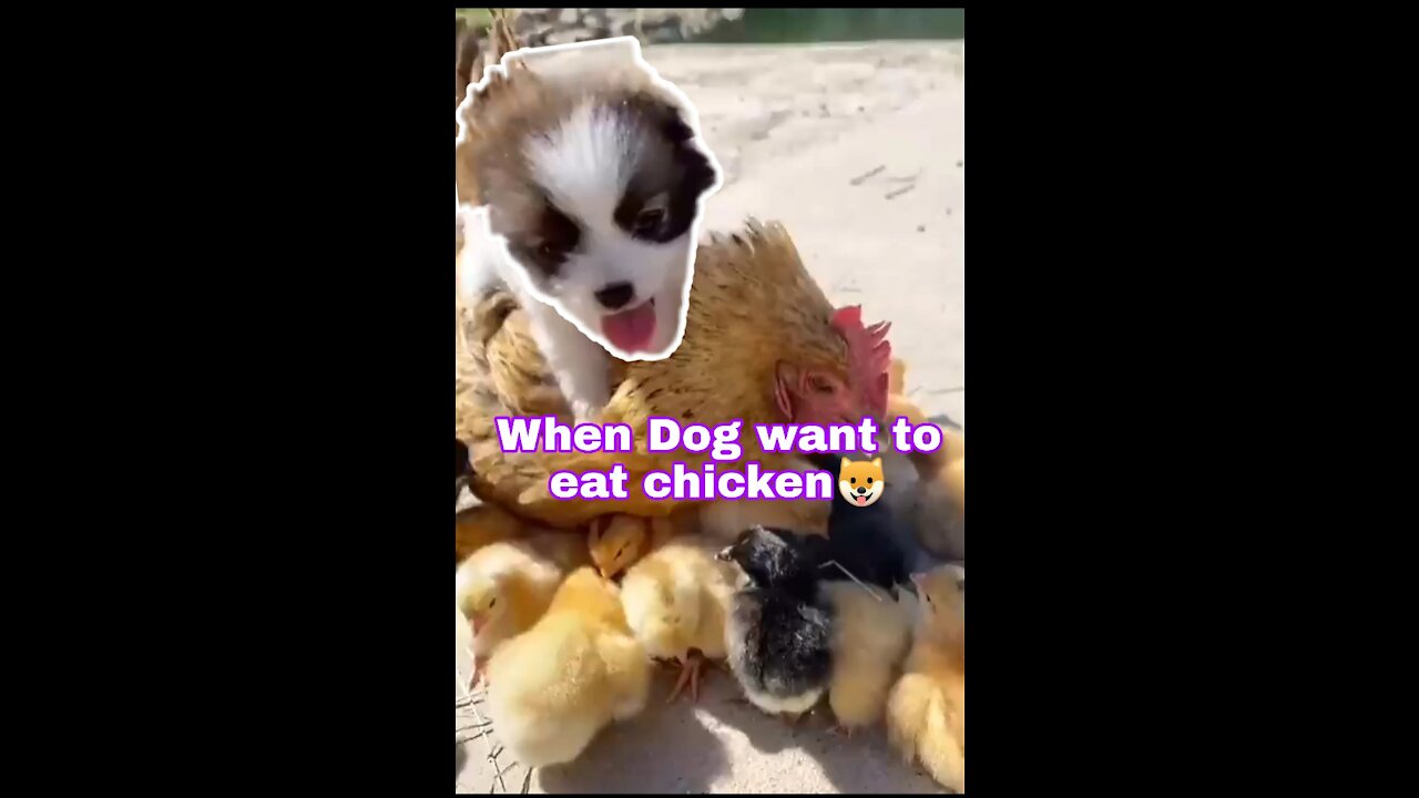 Little Dog try to eat chicken / cute Dog