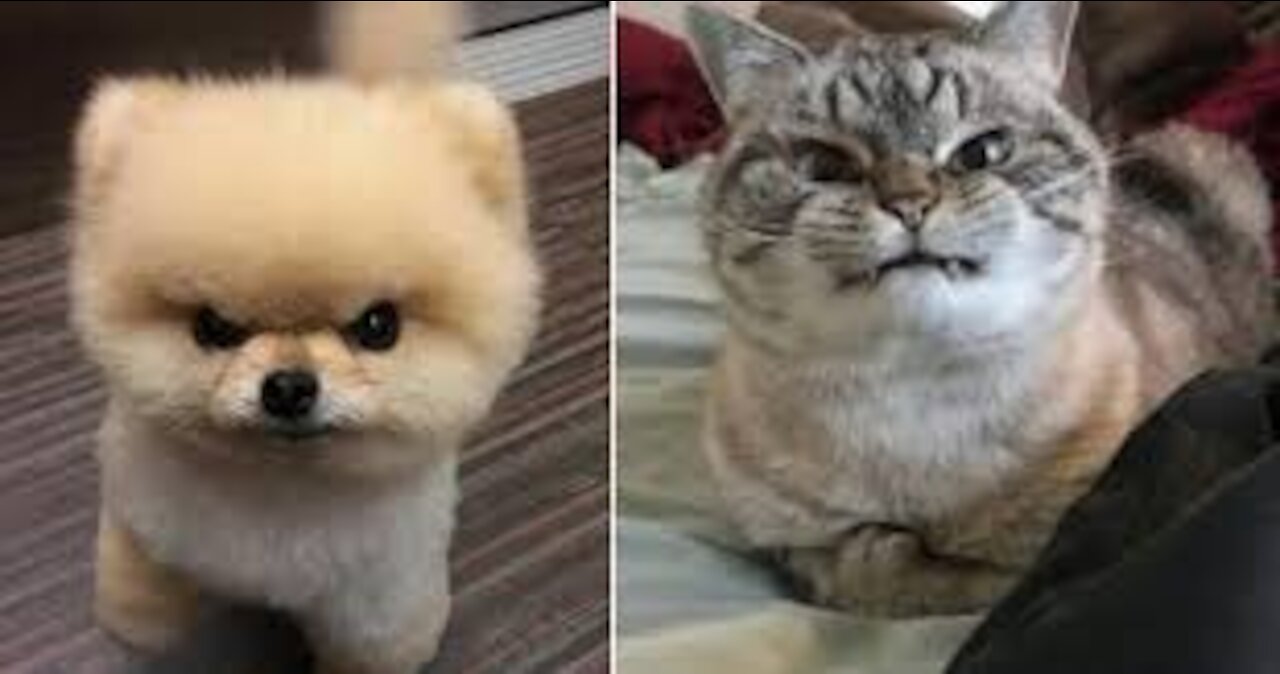 Funny Dogs And Cats of TikTok 😮 Angry Pets Videos 😱