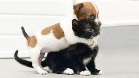 CATS AND DOGS MEETING EACH OTHER FOR THE FIRST TIME!!!HOW adorable!!