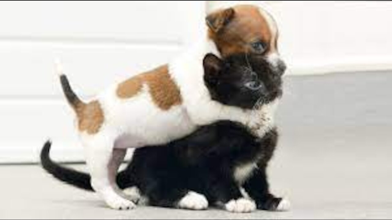 CATS AND DOGS MEETING EACH OTHER FOR THE FIRST TIME!!!HOW adorable!!