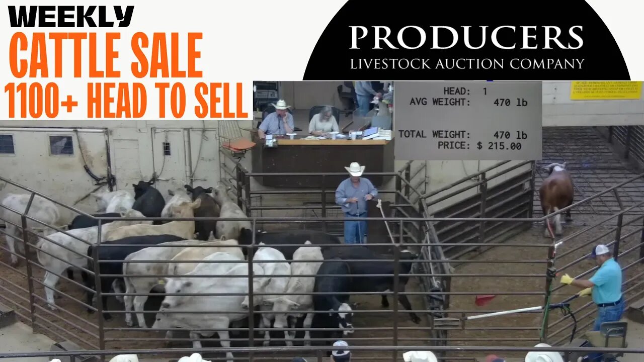 7/27/2023 - Producers Livestock Auction Company Cattle Auction