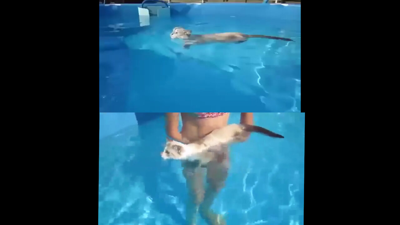 THE CAT WHO CAN SWIM 😊😊