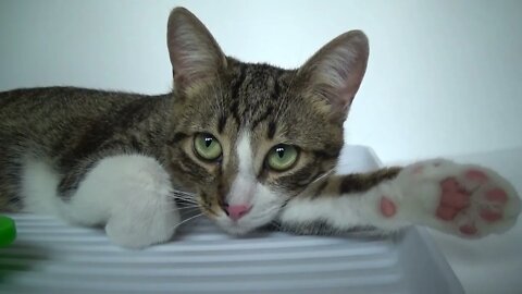 Kitten Is Being Nice in order to Persuade Me to Let Him Sit on the Table