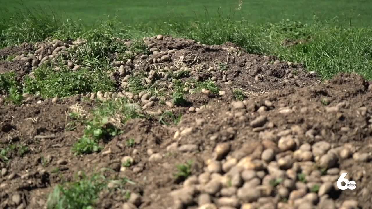 New Potato Field Rules Released