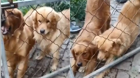 Lucky and Seven's morning gymnastics time !!! Cute Dog Animals