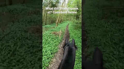 What did she see 20sec in #viral #horseriding #youtubeshorts #fypシ #shortsfeed #viralvideo #horse