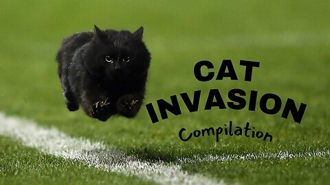 Cat Invasion