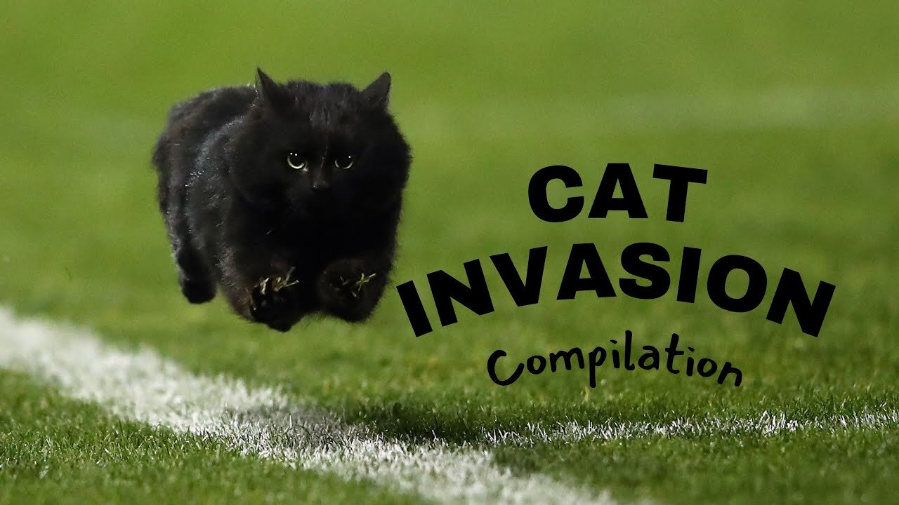 Cat Invasion