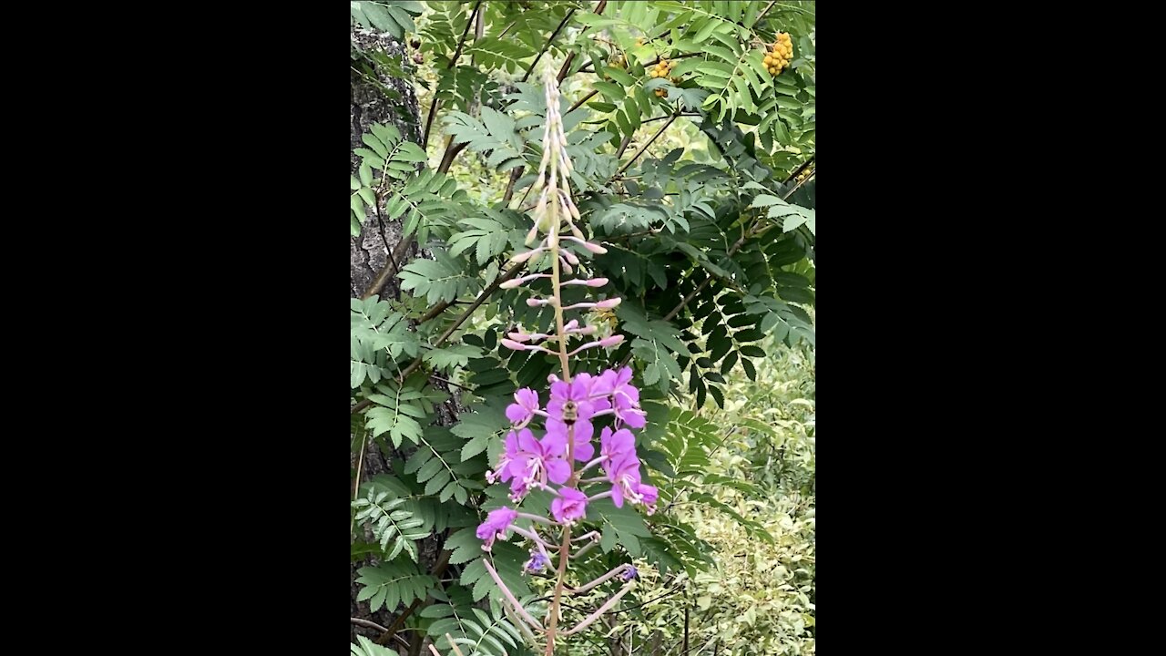 Fireweed and a bee, these are a few of my favourite things ❤️