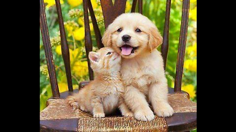 Cute 🐕 dogs and cats funny videos compliation 2021