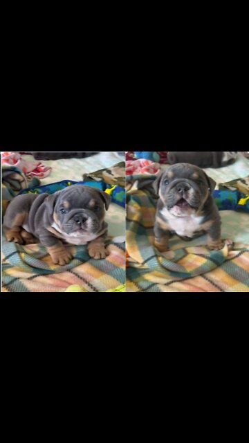 Nice to see a cute puppy