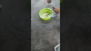 Mãe galinha do olho azul almoça com seus filhos